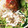 hiromi17's cooksnap of when they made ごまだれ冷やし中華.