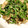ねこ♪たま's cooksnap of when they made 冷凍豆腐とピーマンのオイスターソース炒め.