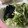 私は苺大福's cooksnap of when they made 定番！味付け簡単！ほうれん草の胡麻和え.