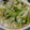 アザラシ農場's cooksnap of when they made 簡単美味！かぶ＆豚肉のオイスターソース煮.