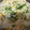クックA4U5YO☆'s cooksnap of when they made 新玉ねぎと豆苗の卵炒め.