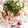 ♡こもれび♡'s cooksnap of when they made 山芋の梅和え.