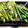 ファットン55's cooksnap of when they made 万願寺唐辛子を焼きました♪.