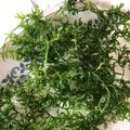 1035's cooksnap of when they made こどもに人気☆にんじん葉のかきあげ.
