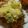 クックF504JT☆'s cooksnap of when they made 子持ち昆布揚げ.