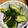 Halü★mama's cooksnap of when they made きゅうりの塩昆布和え.