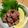 ねねしばこ's cooksnap of when they made 砂肝の塩レモン炒め.