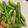 クックXCYSK0☆'s cooksnap of when they made シンプルイズベスト☆アスパラソテー.