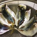 キトリの踊り's cooksnap of when they made 冷蔵庫でのアジの干物の作り方.