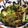 低カロ探検隊's cooksnap of when they made 山東菜とわかめの酢の物.