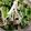 クック5WI343☆'s cooksnap of when they made 大根と水菜のシャキシャキサラダ！.