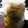 kokoro70's cooksnap of when they made 完熟梅と新生姜のシロップ♪.