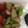 クック05N5RD☆'s cooksnap of when they made 簡単！アスパラと練り物炒め.