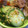 紅葉ｙ's cooksnap of when they made お手軽♪きゅうりの酢の物.