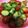 みさきち★'s cooksnap of when they made ミニトマトときゅうりのナムル風サラダ.