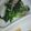 清ちゃん0430's cooksnap of when they made しらす＆ほうれんそうぽん酢あえ.