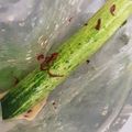 ひゃんむぎ's cooksnap of when they made 夏のお楽しみ☆きゅうりの一本漬け.