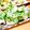 makichihua's cooksnap of when they made 三つ葉とミョウガのさっぱりレモン鶏.