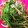クックKO7AVQ☆'s cooksnap of when they made 簡単☆水菜とえのきのサラダ.