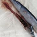 andrew458's cooksnap of when they made 秋刀魚の簡単内臓処理＆長持ち保存方法.