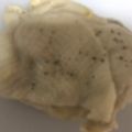 ma___111's cooksnap of when they made ☆鶏もも肉♪レモン風味・黒胡椒かけ☆.