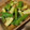 honami25's cooksnap of when they made 胡瓜の中華風マリネ.