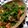 田舎のしずちゃん。's cooksnap of when they made 春菊とトマトの塩昆布和え.