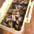 kurikon3's cooksnap of when they made きゅうり農家直伝ポリポリきゅうり.