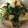クックT8FHVU☆'s cooksnap of when they made 簡単！かぶと鯖の水煮缶の煮物.