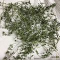 ルーツステッパー's cooksnap of when they made タイムの保存方法.