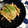 田舎のしずちゃん。's cooksnap of when they made 簡単、大量消費、大根オイマヨサラダ。.