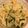 riecooorn's cooksnap of when they made 簡単!☆カルボナーラ丼☆.