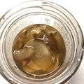 クックW9PTQ6☆'s cooksnap of when they made 二日酔いに〜「しょうが蜂蜜に漬けただけ」.