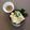 shoko_3104's cooksnap of when they made ごまだれつけうどん。.