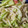 マーガレット21's cooksnap of when they made ゴマネーズサラダ♪.