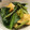 mizumelo's cooksnap of when they made あつあげと小松菜の炒めもの♡.