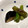 ぐららたん's cooksnap of when they made めんつゆで茄子の焼き煮浸し.