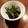 yanapon's cooksnap of when they made ちくわと小松菜の黒すりごま炒め.