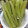Coちむ's cooksnap of when they made ふきの下処理.