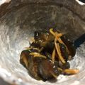 クックSXM10J☆'s cooksnap of when they made 保存用漬物「きゅうりのQちゃん 風 」.
