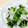 ちゃえみ's cooksnap of when they made 中華風大根とわかめのサラダです.