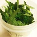 千歳緑's cooksnap of when they made 大葉 しそ の保存方法.