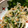tresjolie's cooksnap of when they made もやしの納豆和え.