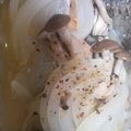 クックA4U5YO☆'s cooksnap of when they made フライパンde鮭のバターホイル焼き.