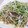 サオリ's cooksnap of when they made 豆苗・もやし炒め.