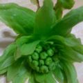 八幡のにゃんこ's cooksnap of when they made 蕗味噌焼きおにぎり.