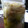 kokoro70's cooksnap of when they made 完熟梅と新生姜のシロップ♪.