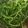 クック9HQHPP☆'s cooksnap of when they made ☼しゃっきり♪おかひじきの辛子醤油和え.