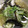 トラママ's cooksnap of when they made 白キクラゲと舞茸のスープ.