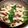 マダムキュリー's cooksnap of when they made おろしポン酢豆苗豚バラ巻き.